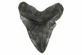 Fossil Megalodon Tooth - South Carolina #170327-2